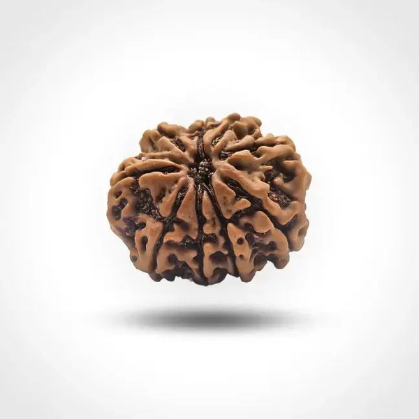 9 MUKHI NEPALI RUDRAKSHA