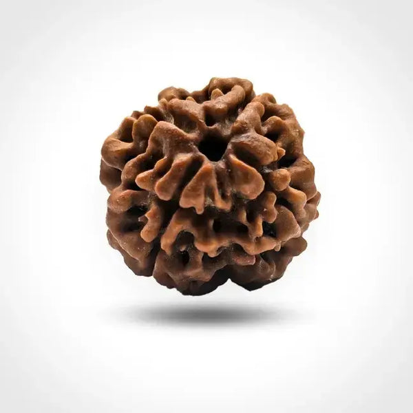 4 MUKHI  NEPALI RUDRAKSHA