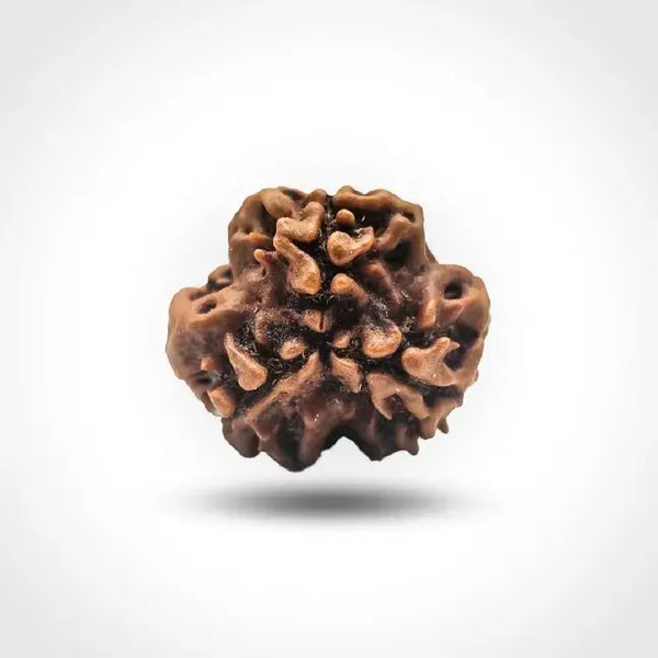3 MUKHI  NEPALI RUDRAKSHA
