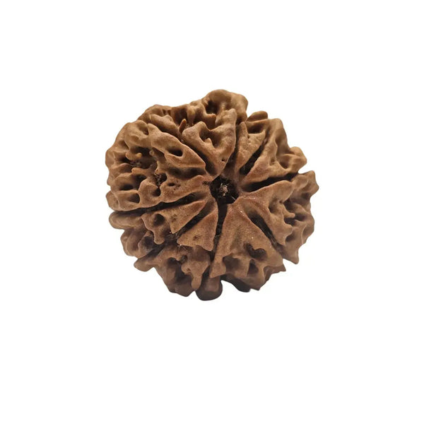 8 MUKHI NEPALI RUDRAKSHA