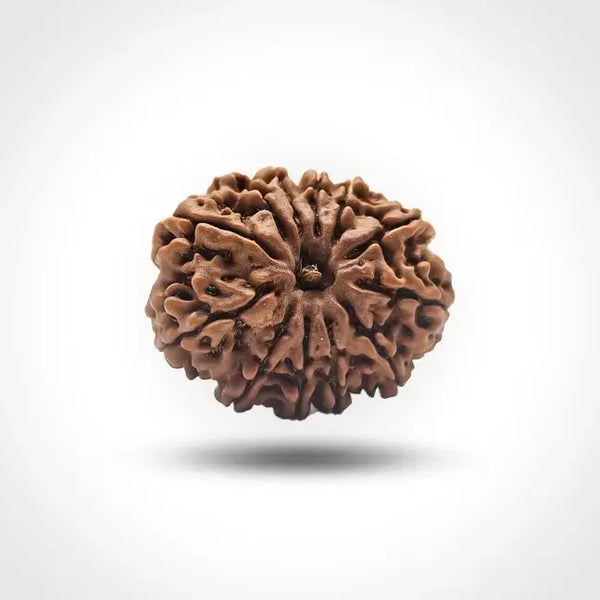 12 MUKHI NEPALI RUDRAKSHA