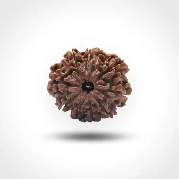 10 MUKHI NEPALI RUDRAKSHA