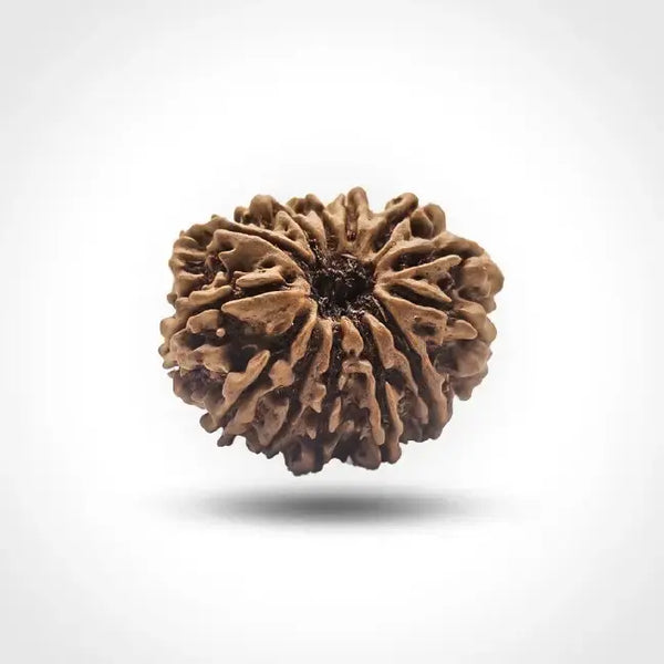 13 MUKHI NEPALI RUDRAKSHA