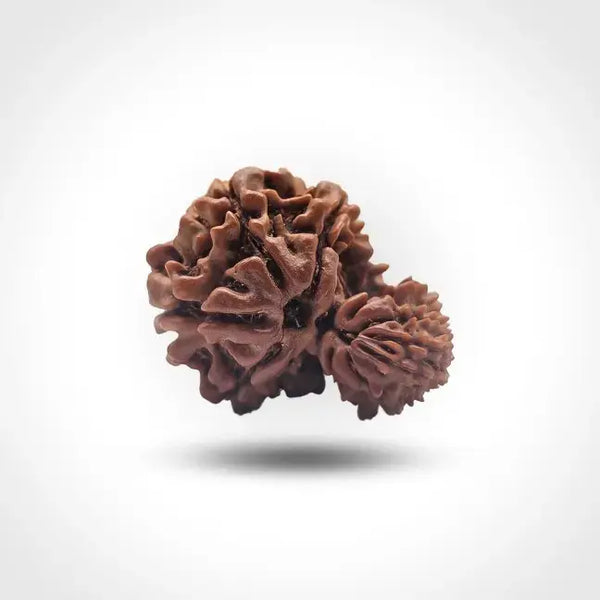 GARBHA GAURI RUDRAKSHA NEPAL