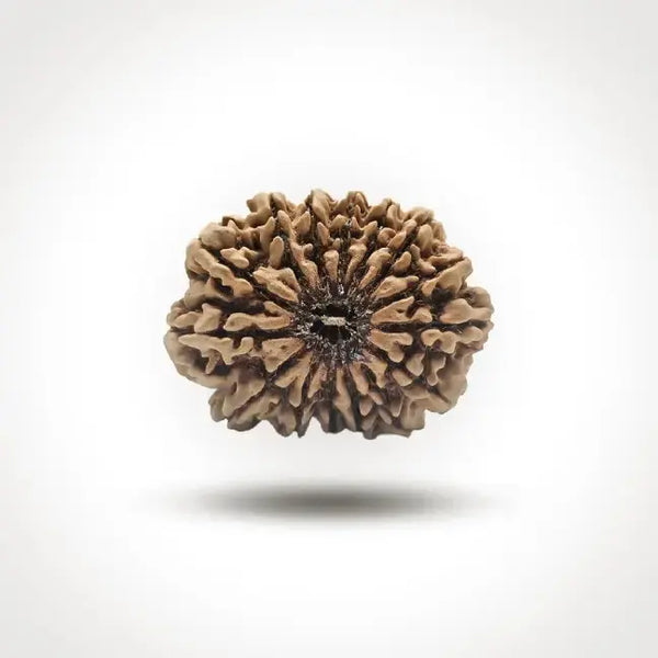 15 MUKHI NEPALI RUDRAKSHA