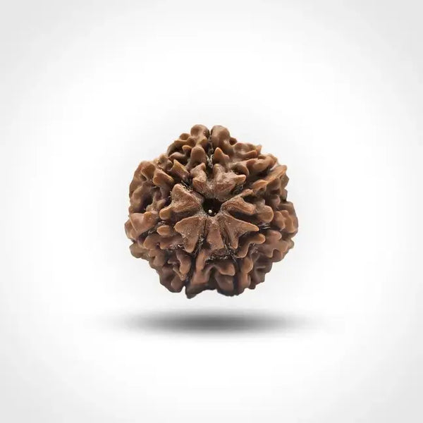 7 MUKHI NEPALI RUDRAKSHA
