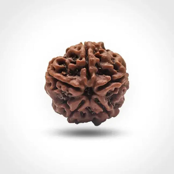 5 MUKHI NEPALI RUDRAKSHA