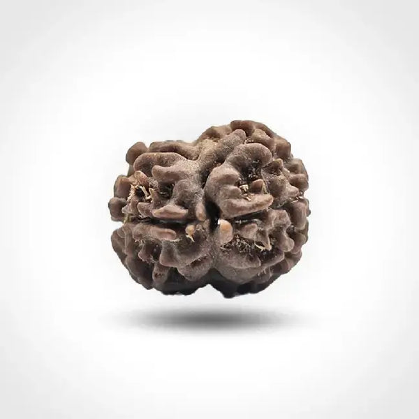 2 MUKHI  NEPALI RUDRAKSHA
