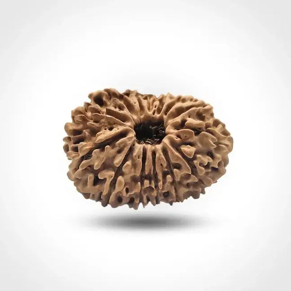 14 MUKHI NEPALI RUDRAKSHA