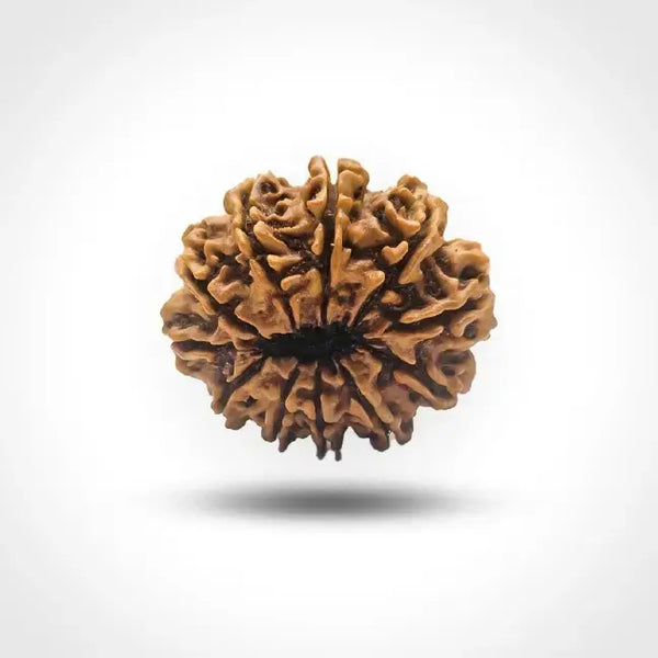 11 MUKHI NEPALI RUDRAKSHA