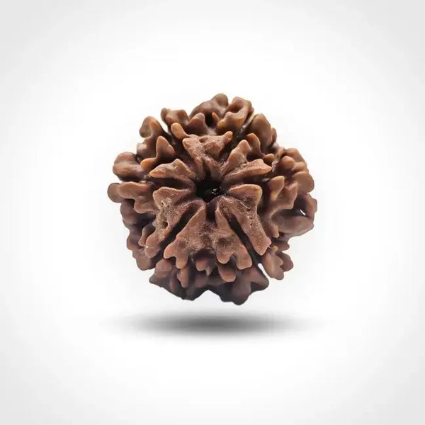 6 MUKHI NEPALI RUDRAKSHA
